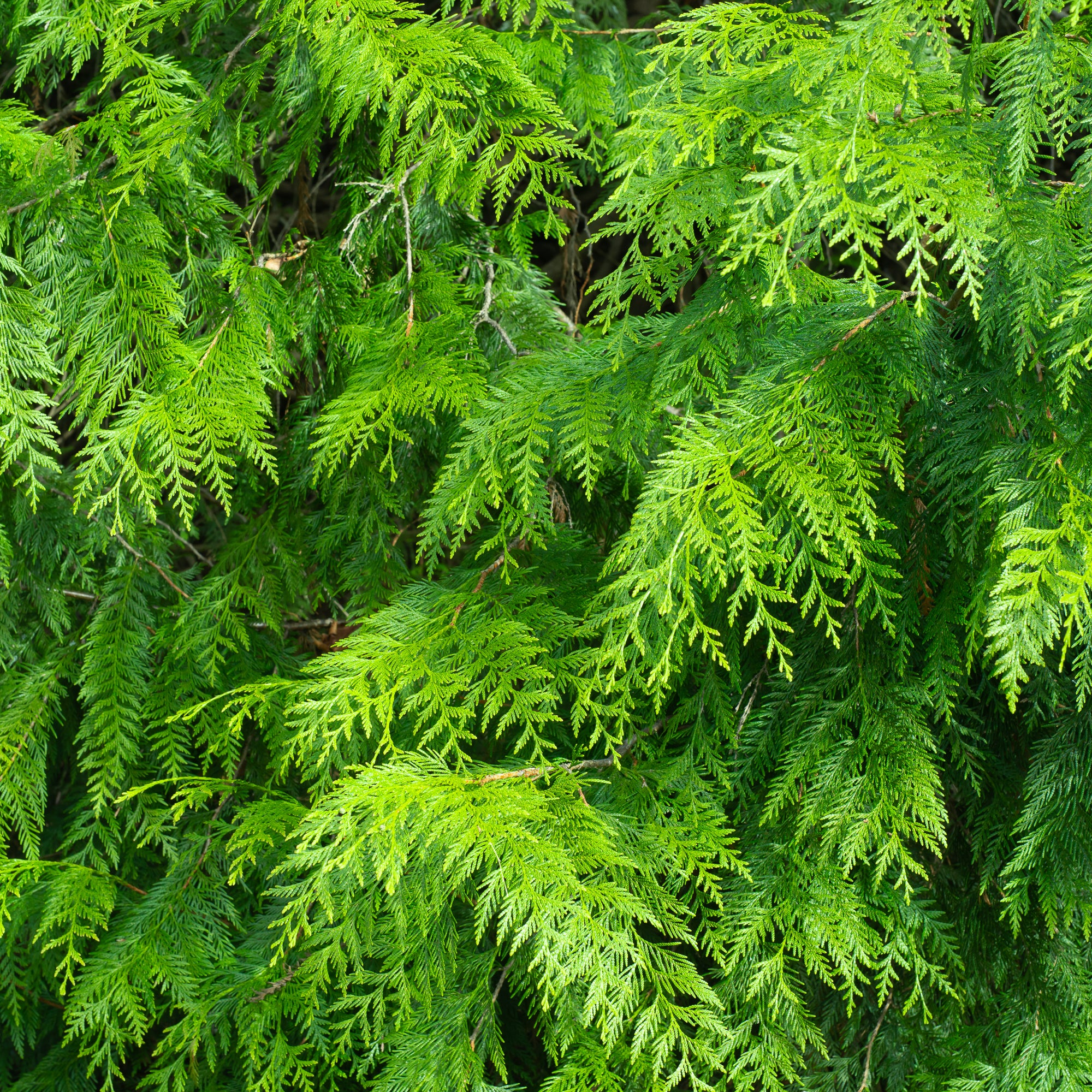 Western Red Cedar (Thuja plicata)