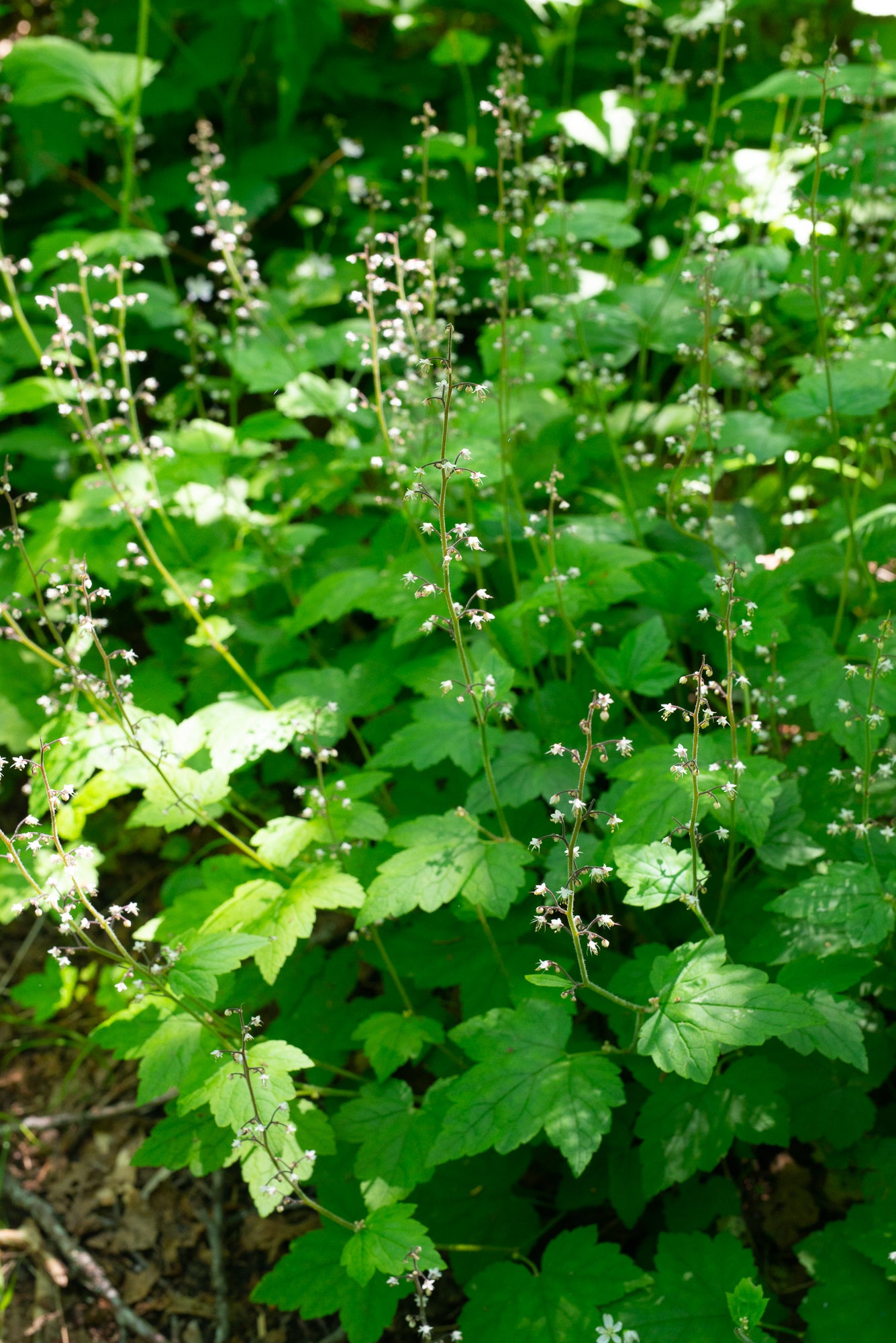 Threeleaf Foamflower (Tiarella trifoliata var. trifoliata)