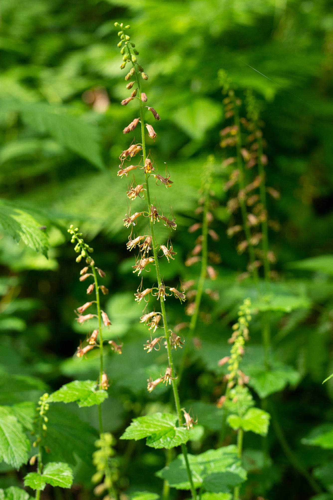 Piggyback Plant (Tolmiea menziesii)