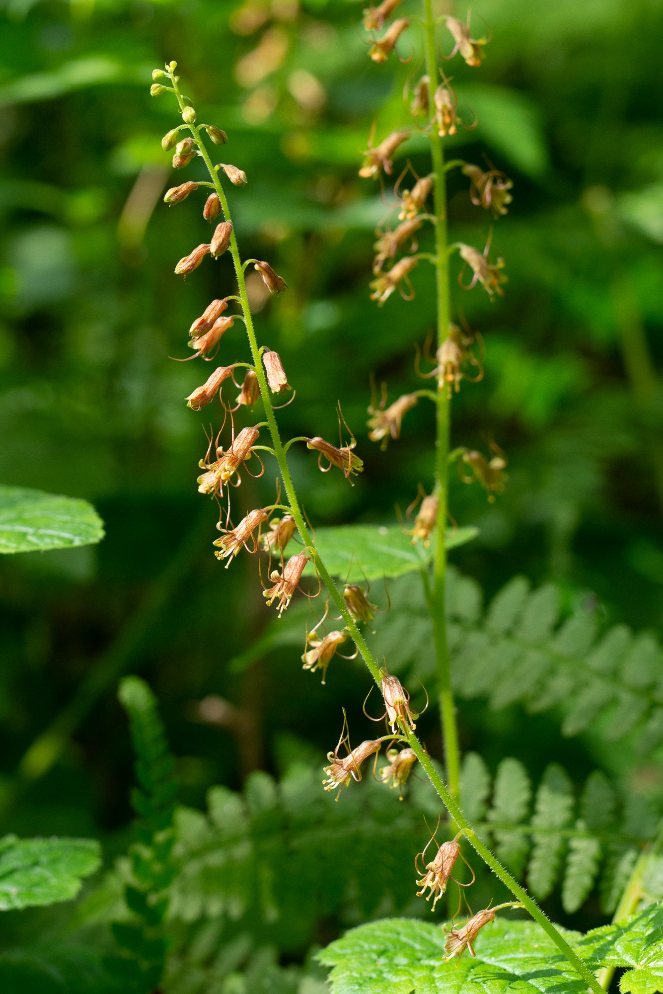 Piggyback Plant (Tolmiea menziesii)