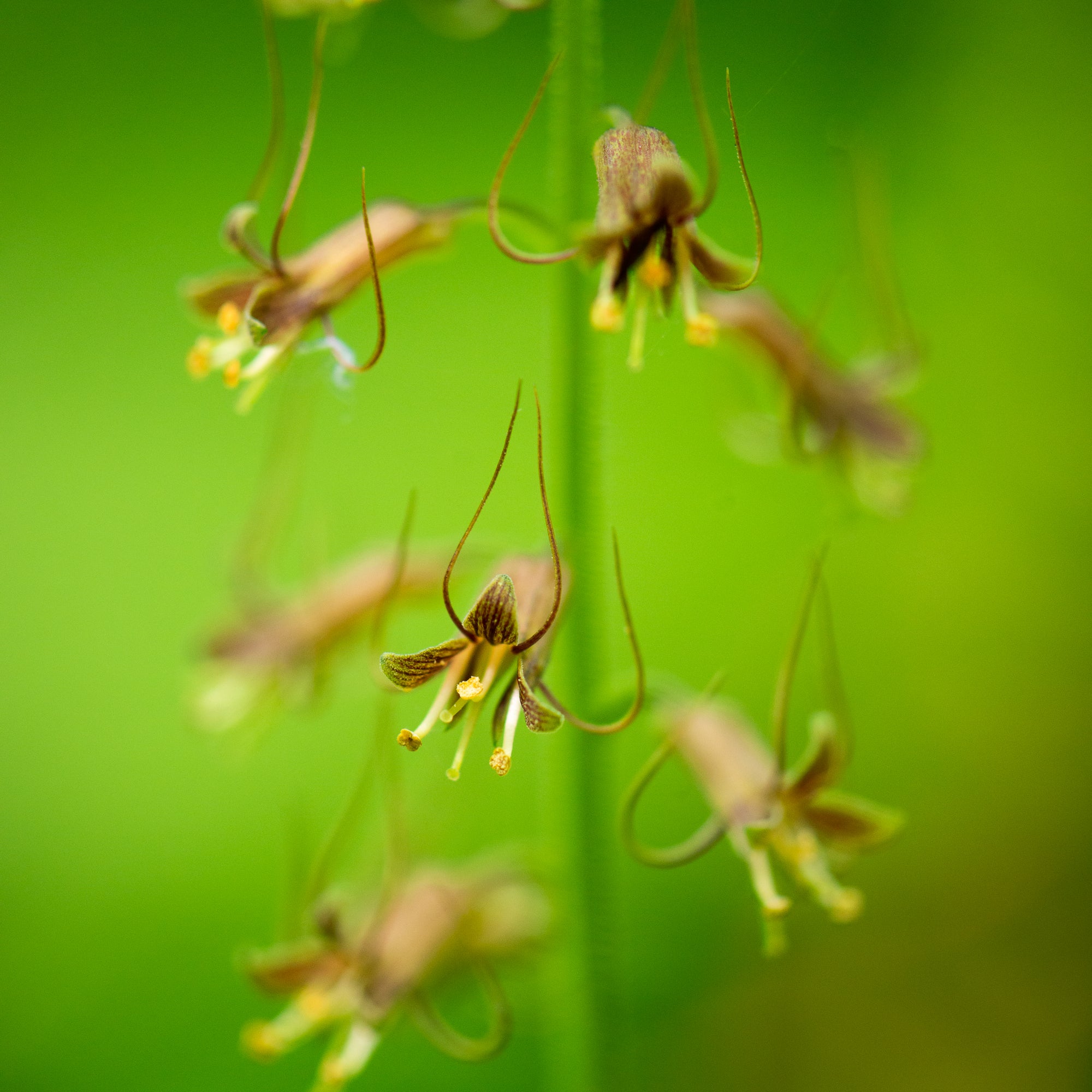 Piggyback Plant (Tolmiea menziesii)