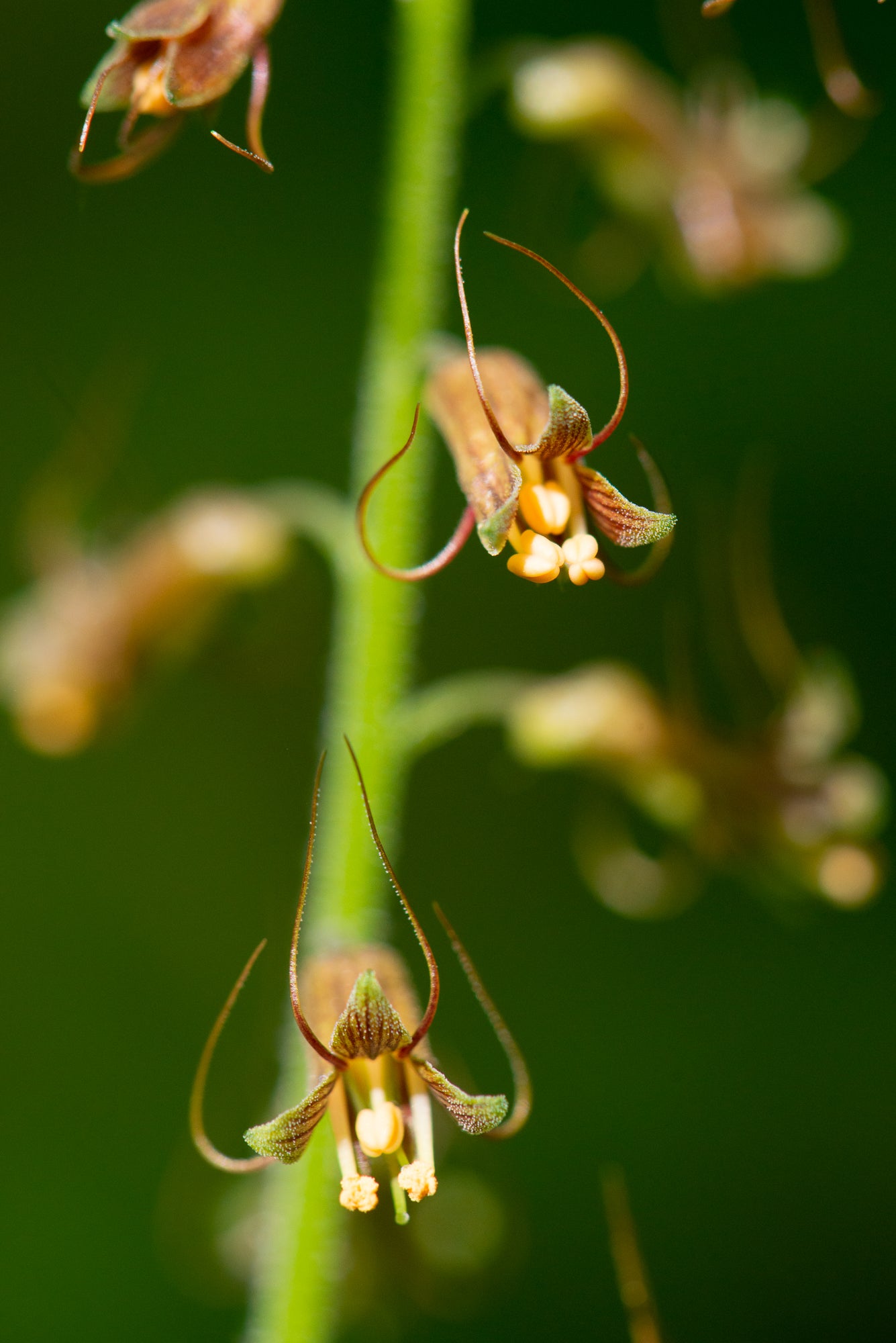 Piggyback Plant (Tolmiea menziesii)