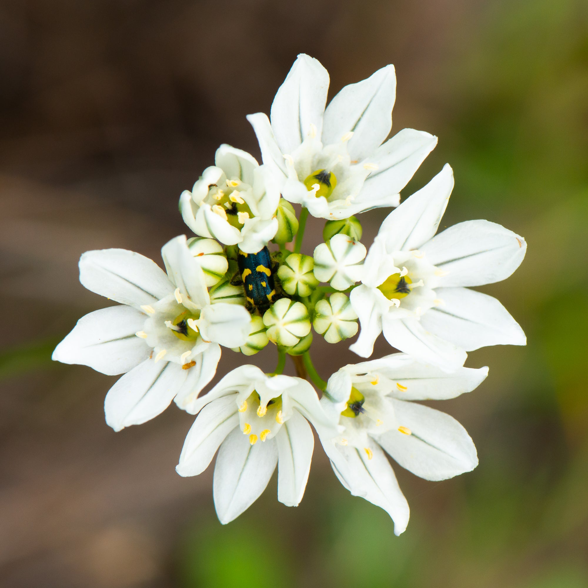 White Brodiaea (Triteleia hyacinthina)