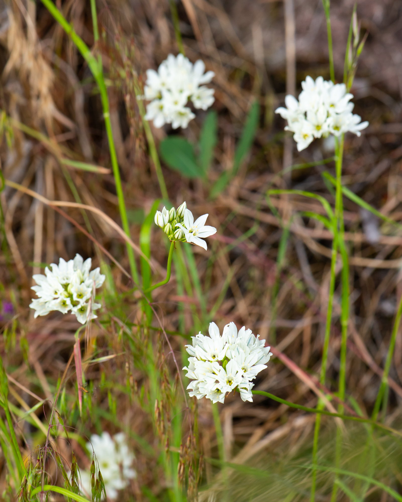 White Brodiaea (Triteleia hyacinthina)