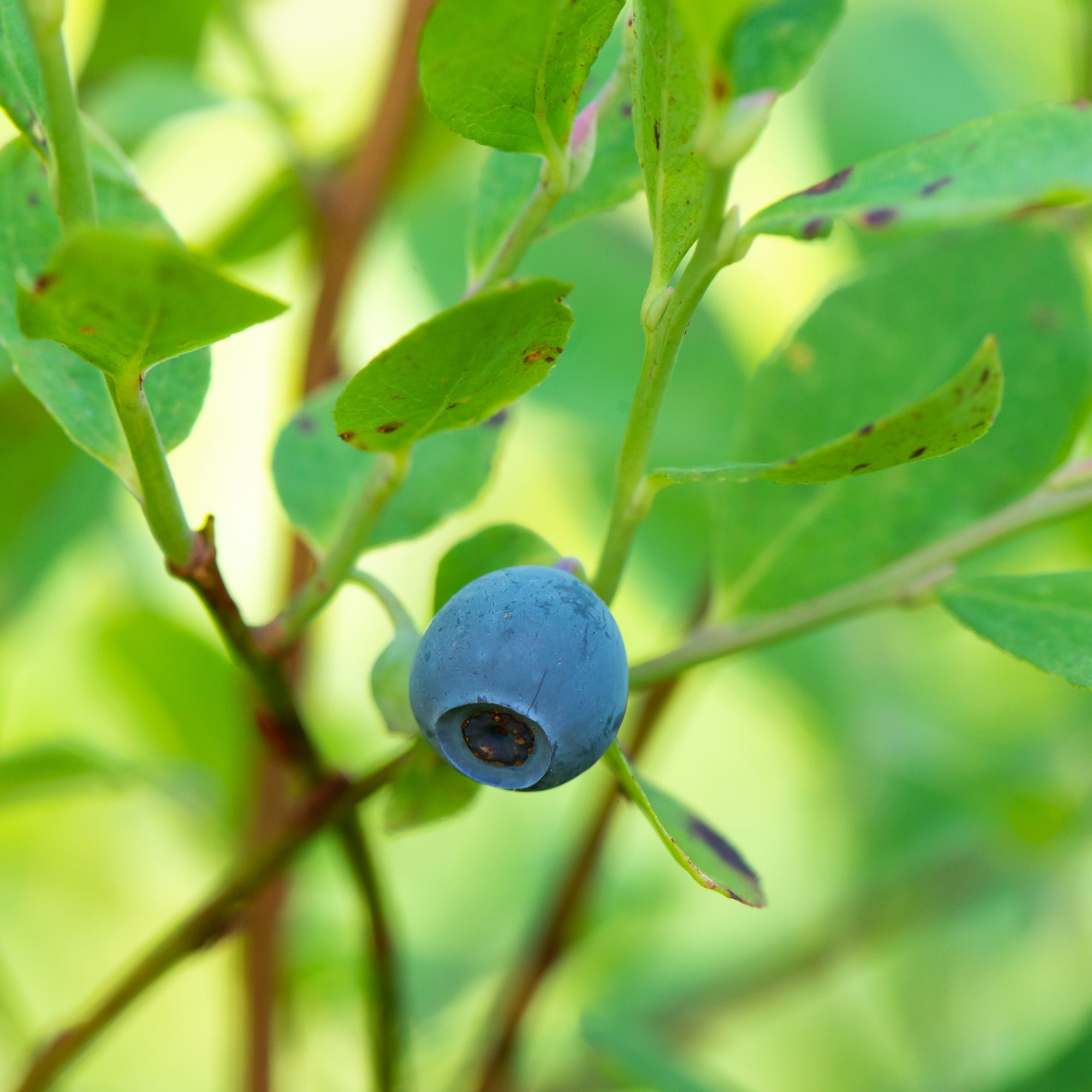 Blue-Leaved Huckleberry (Vaccinium deliciosum)