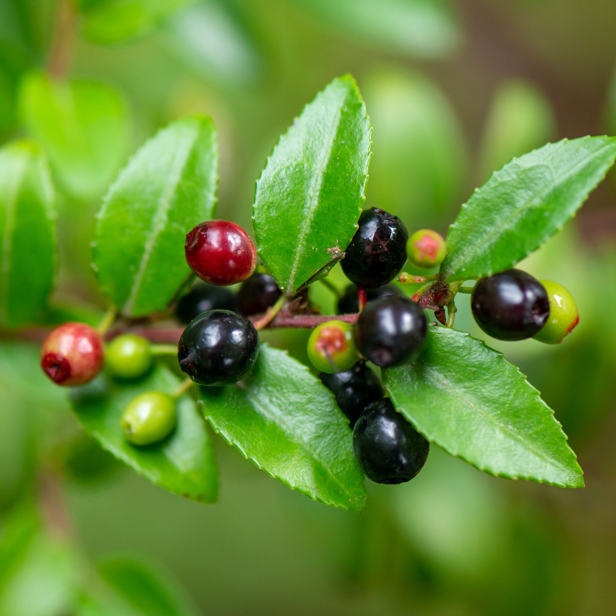 Evergreen Huckleberry (Vaccinium ovatum)