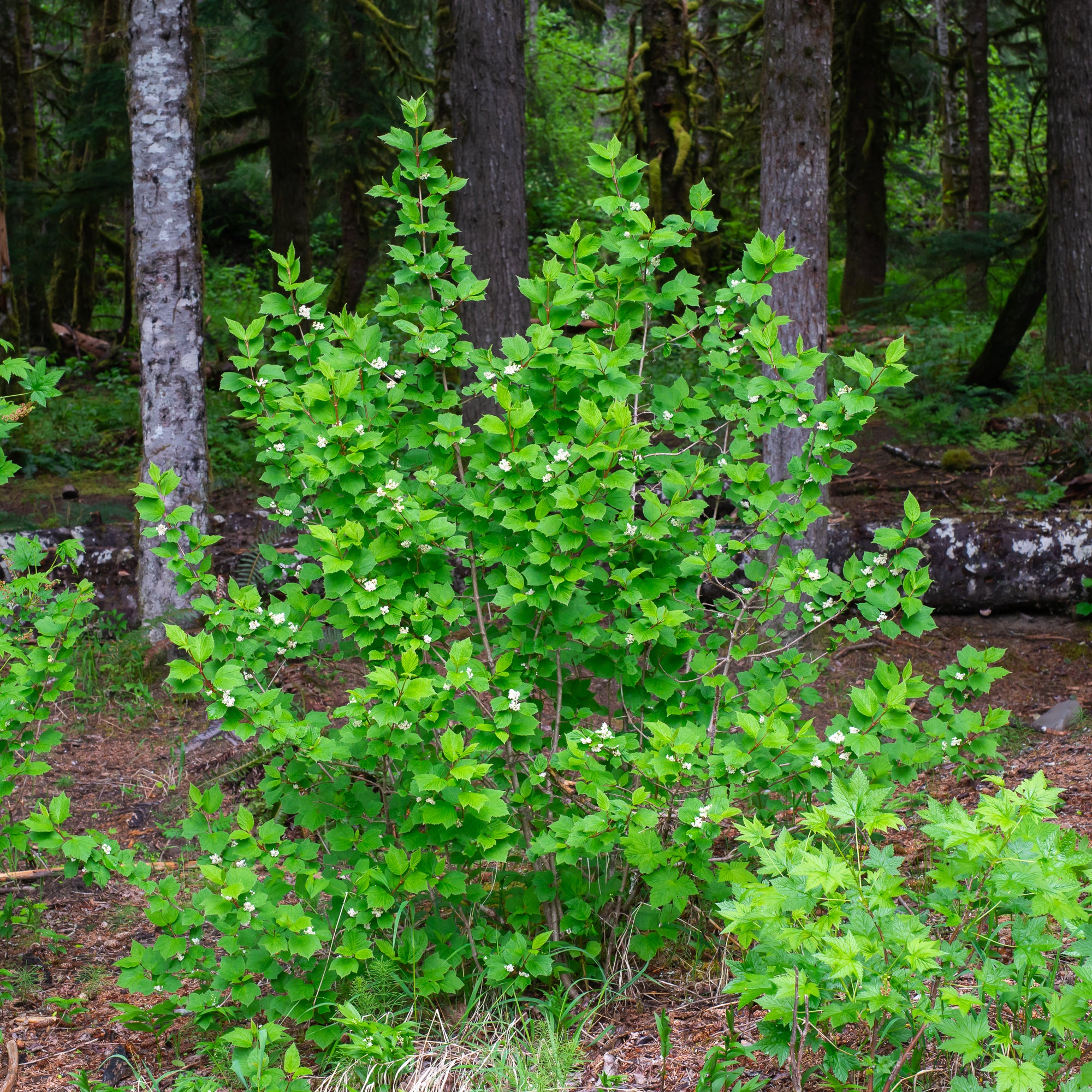 Highbush Cranberry (Viburnum edule)