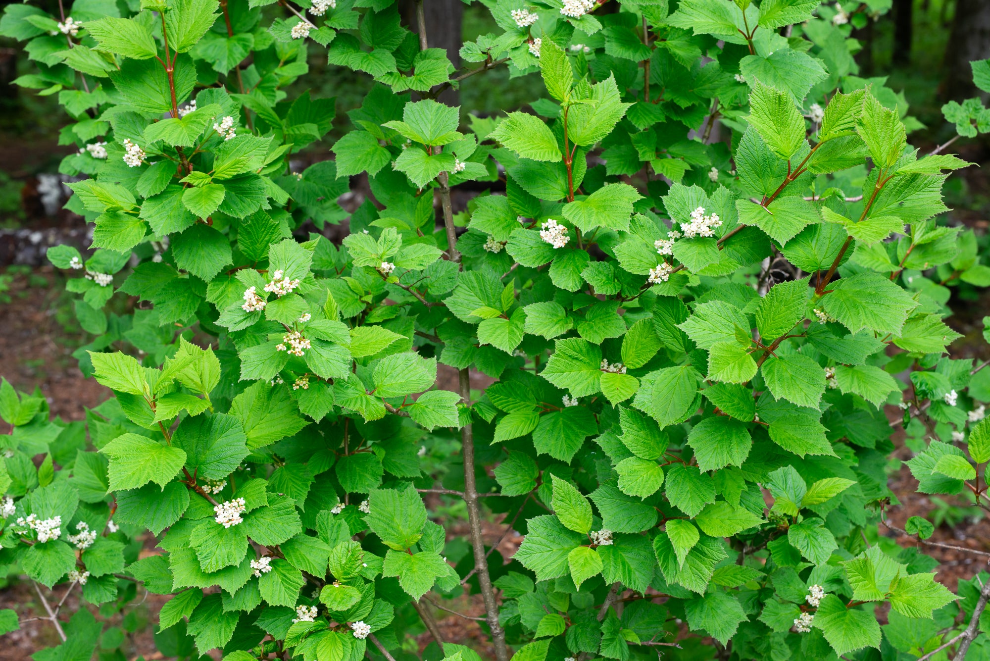 Highbush Cranberry (Viburnum edule)