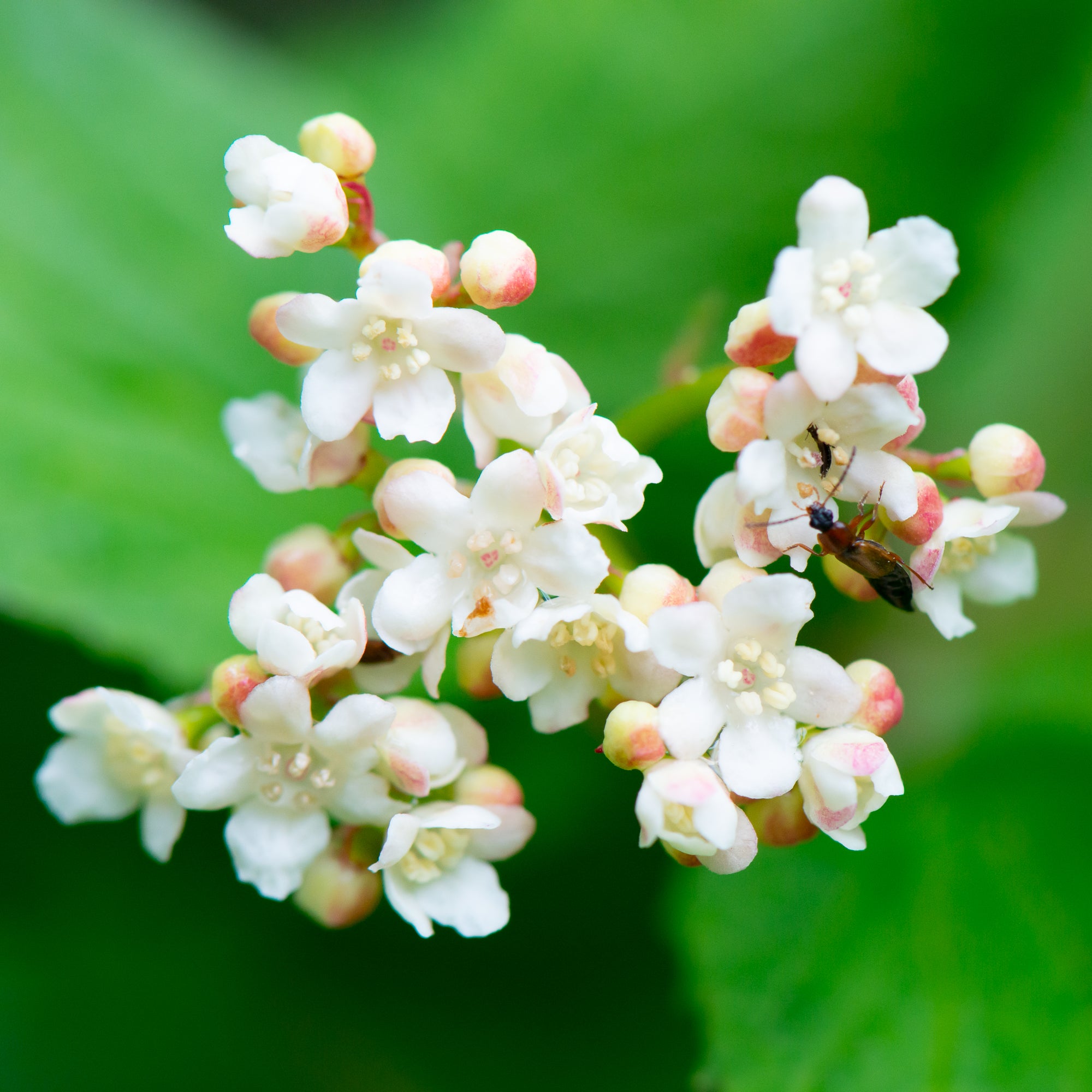 Highbush Cranberry (Viburnum edule)