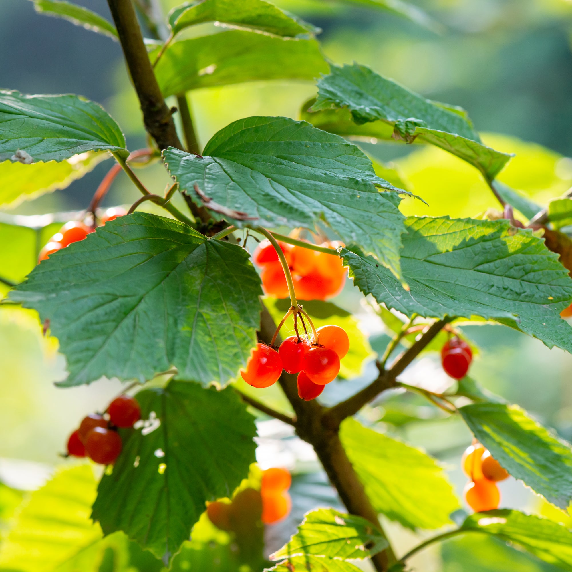 Highbush Cranberry (Viburnum edule)