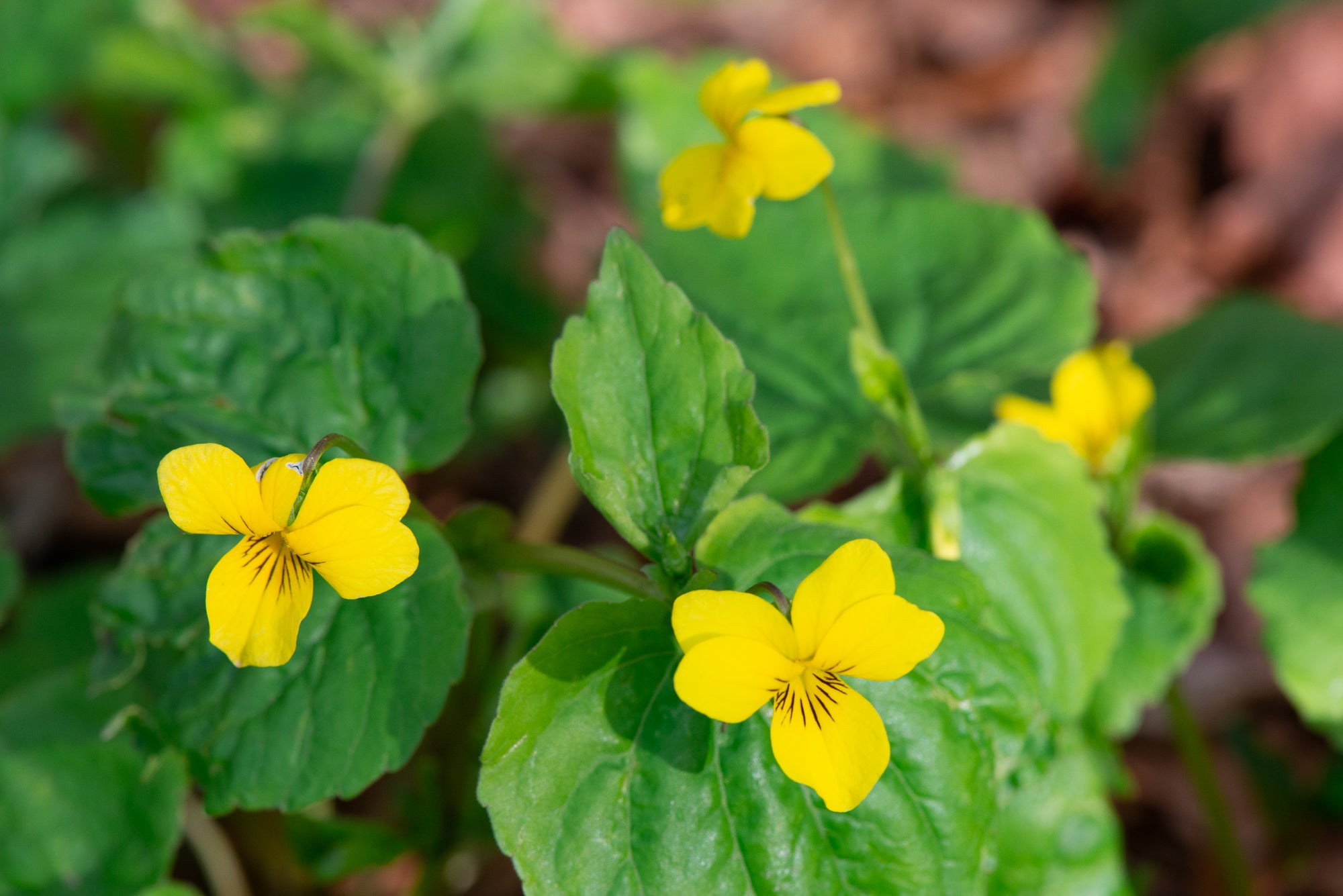 Stream Violet (Viola glabella)